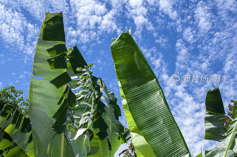 香蕉植物天空和云