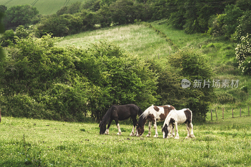 马吃草