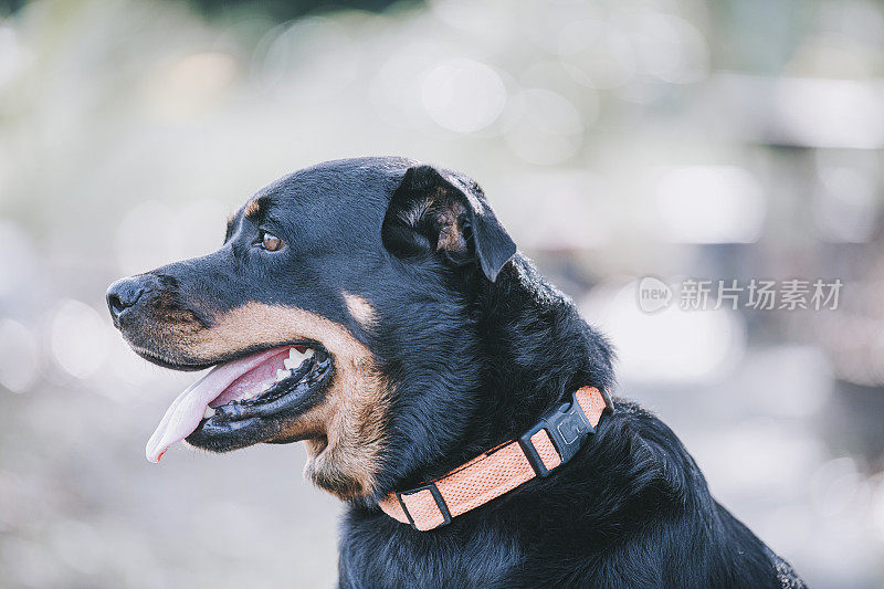 在阳光下饲养罗威纳犬