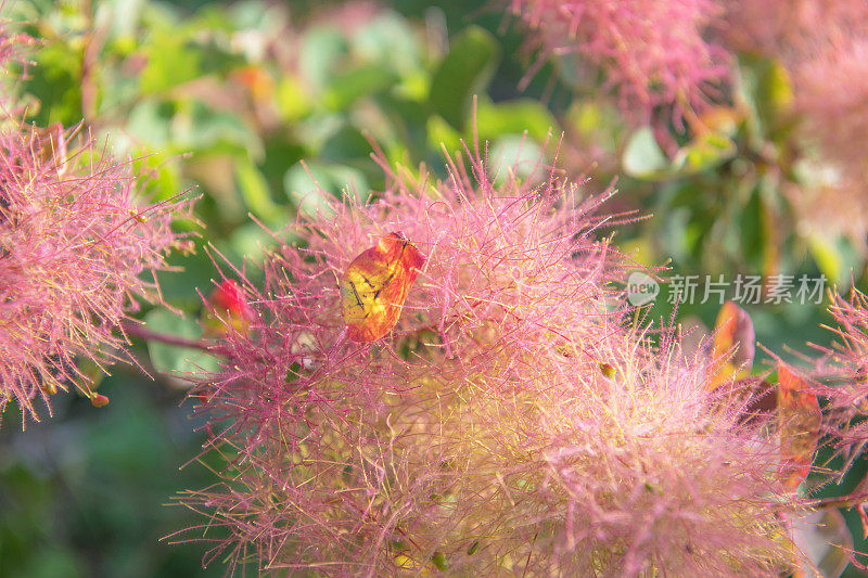 烟灌木黄栌花在春天的背景