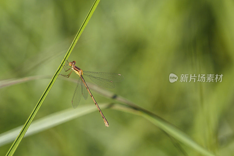 南部Spreadwing