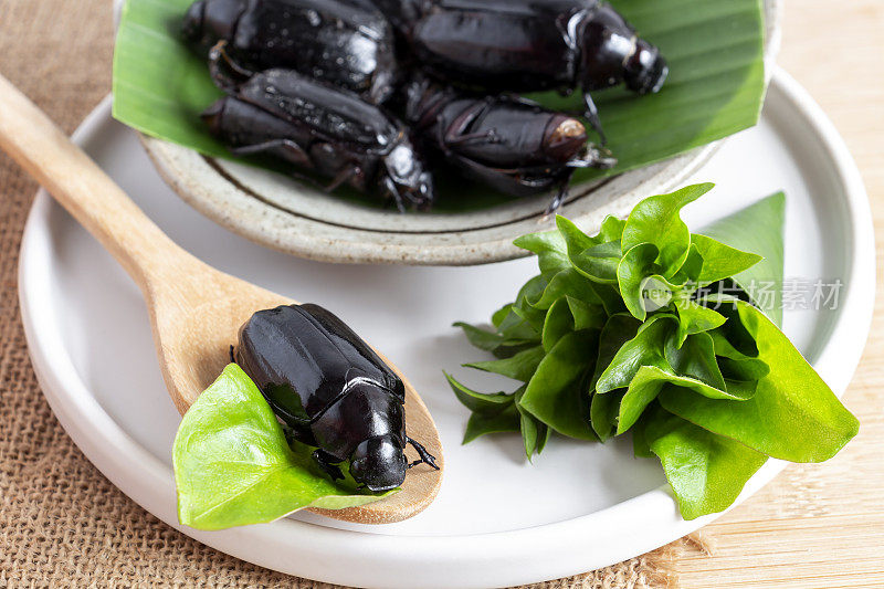 真正的水甲虫或食肉潜水甲虫。食用昆虫食物和烹饪用的油炸或烘烤的餐盘、勺子和茶配蔬菜是很好的蛋白质食用来源。昆虫学的知识概念。