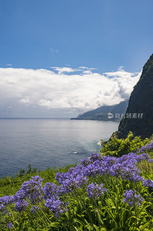 马德拉岛塞克斯海岸村庄前的尼罗河百合