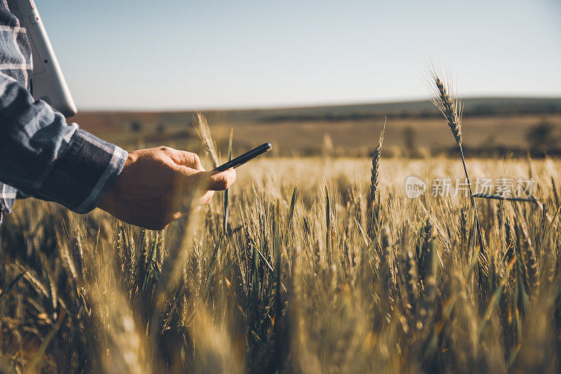 一位在麦田里使用智能手机的年轻农民