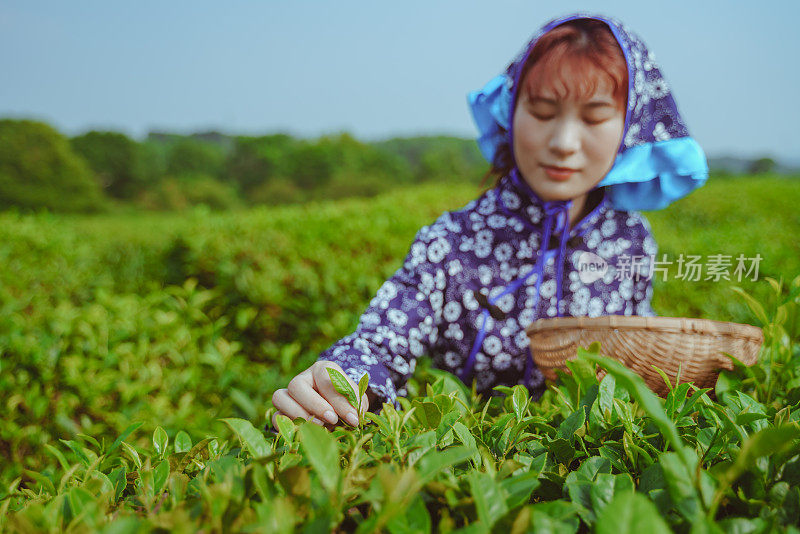 妇女们在采茶