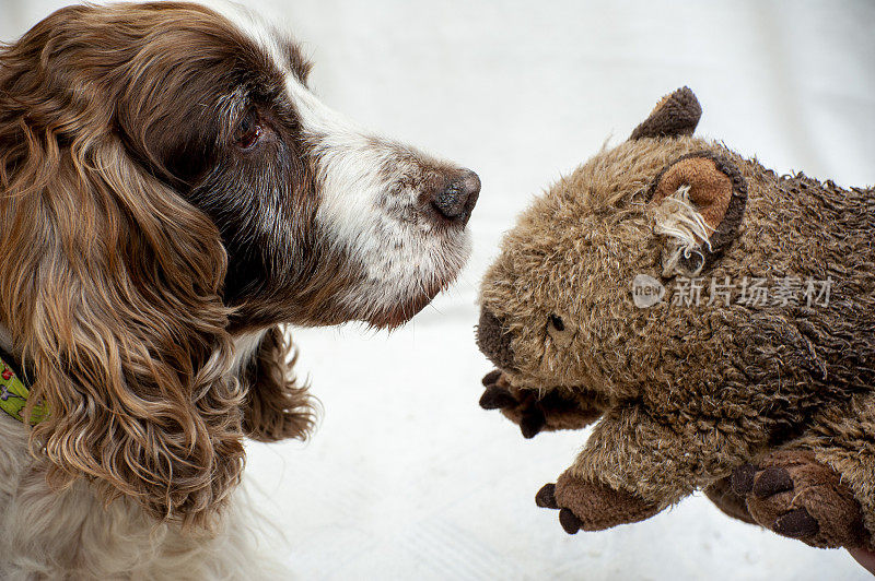 当看到一只玩具袋熊时，非常老的西班牙猎犬无动于衷。