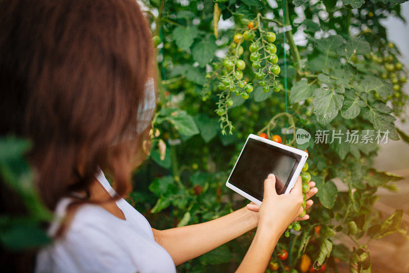 在温室里收获西红柿的妇女，戴着防护面罩