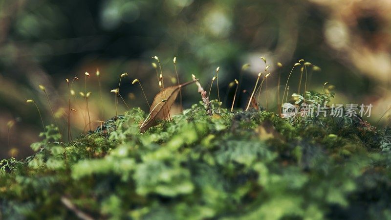 特写的小花蕾，散焦背景