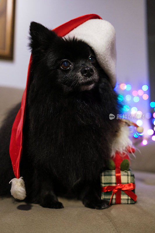 德国矮人斯皮兹黑狗戴圣诞老人帽