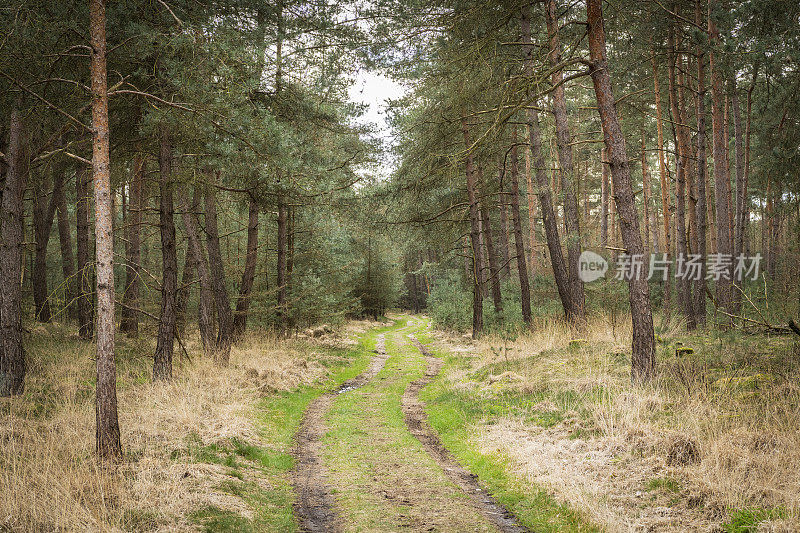 在早春的一天，松林自然保护区在Overijssel