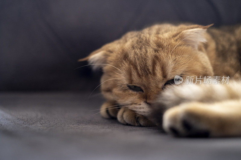 黄色的猫蜷缩在床上睡觉的特写