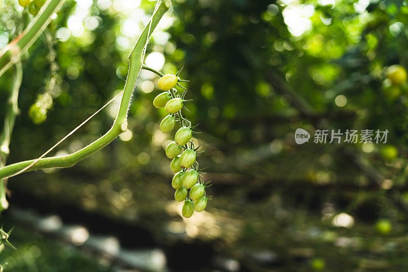 在阳光充足的温室里种植西红柿