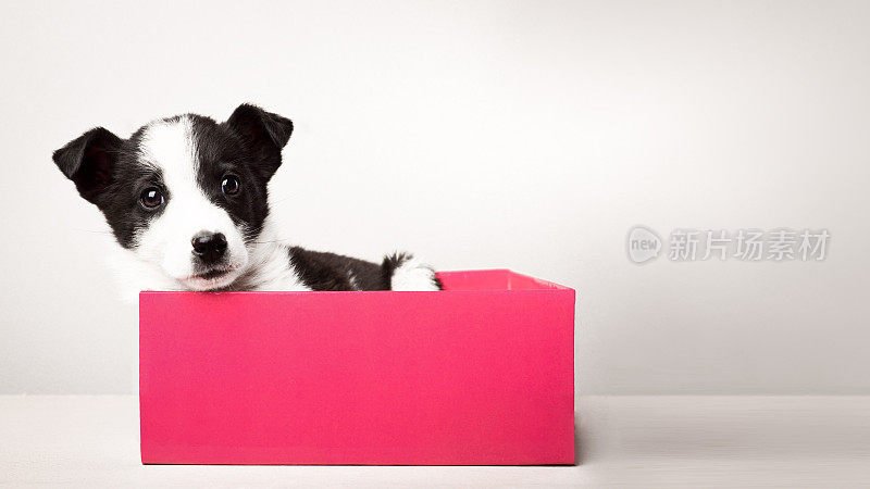 可爱的小狗在一个有拷贝空间的礼品盒