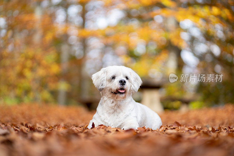 可爱的西施犬在户外享受秋天