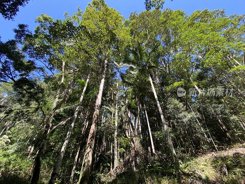 新南威尔士州热带雨林北部海岸-仰望树冠