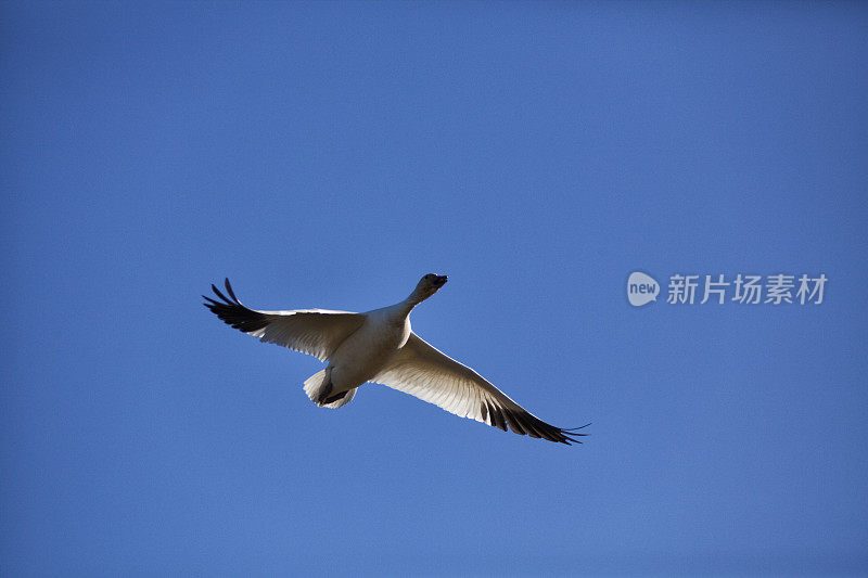 飞行中的雪鹅，加拿大温哥华