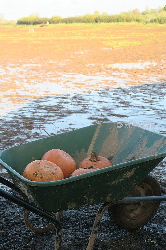 这是一辆手推车的特写，里面装满了泥泞的、成熟的橘子，南瓜地里的南瓜，泥巴地里生长的南瓜准备在万圣节出售，重点放在前景
