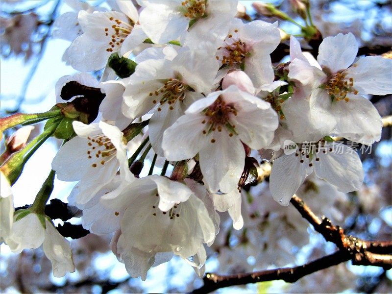 日本。3月底。樱花在美丽的阳光明媚的早晨雨后。