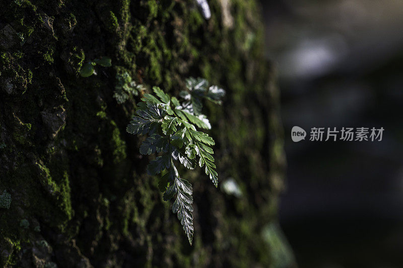 一株绿色植物长在一棵高大的老树上