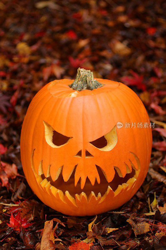 形象雕刻的南瓜头，可怕的万圣节脸杰克O'Lantern户外秋天的彩色树叶堆