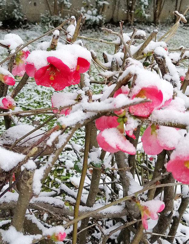 雪覆盖的树