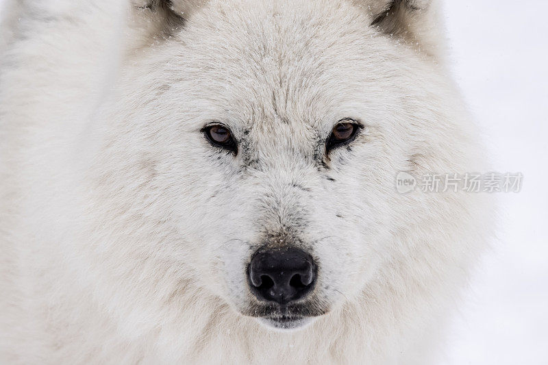 大型北极狼在森林中寻找对手和危险