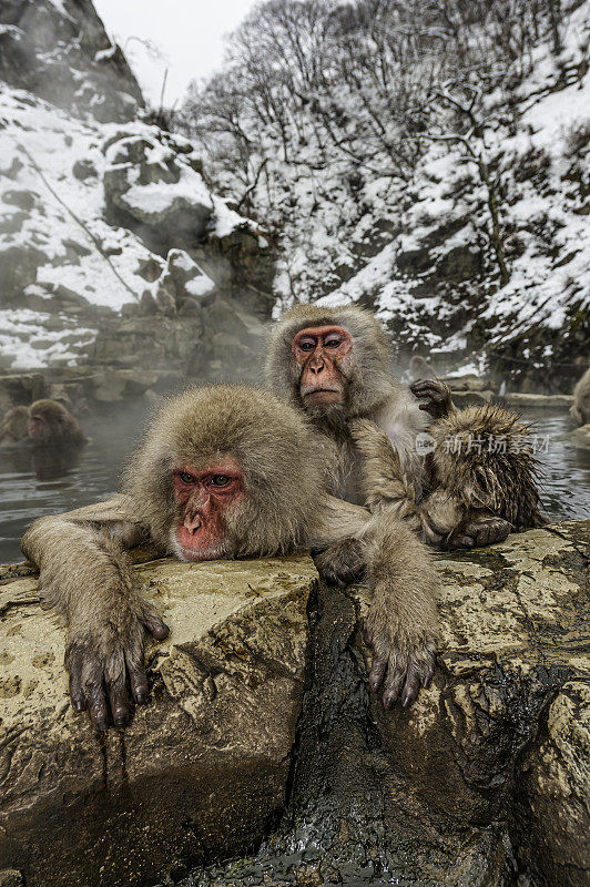 日本猕猴，也被称为雪猴，是一种原产于日本的陆地猴物种。生活在日本Honshū的山区。在冬天有雪和寒冷。日本本州的猴子公园。