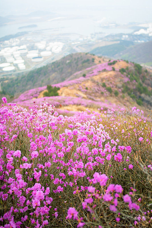 皇家杜鹃花，韩国玫瑰