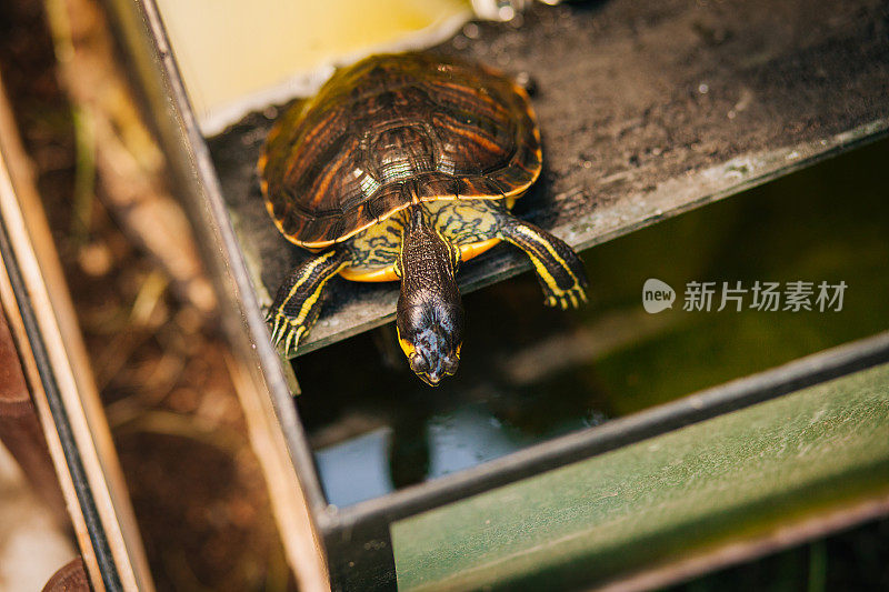 浮岛上的鱼缸里的水龟正在晒日光浴