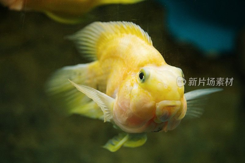 黄鹦鹉慈鲷鱼