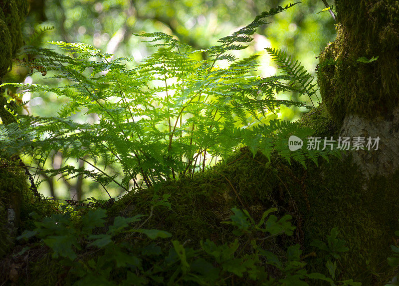 在达特穆尔的树林里，落叶苔藓覆盖着树木