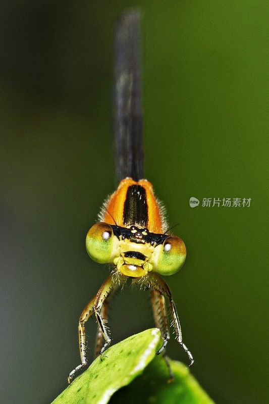 树枝上有蜻蜓和复眼。