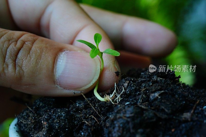 小的树木或幼苗抓住人的手指