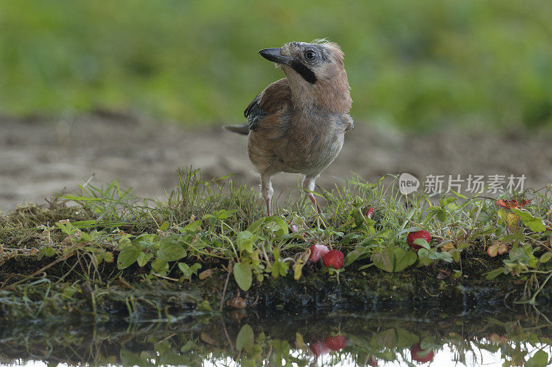 杰伊吃野生草莓