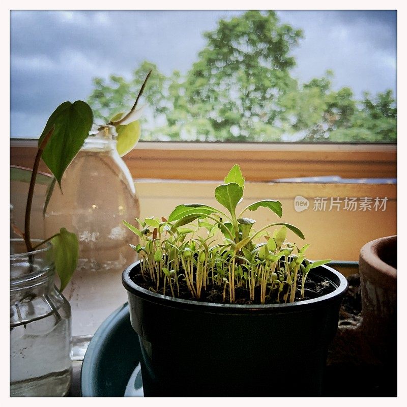 植物插枝和幼苗生长在室内窗口