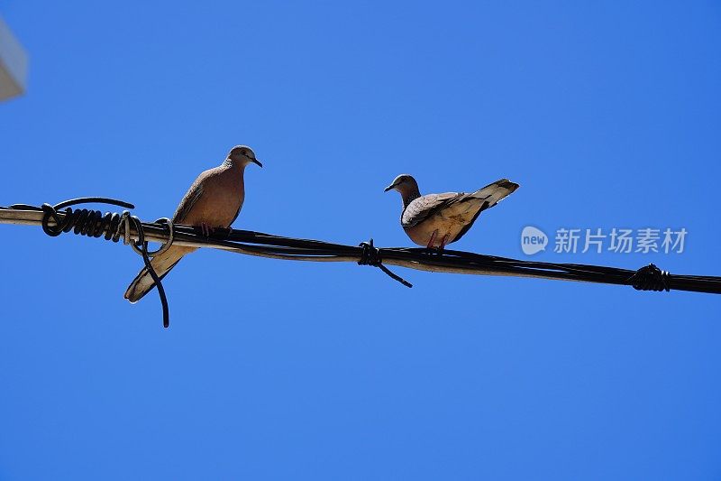 两只鸽子都站在电线上