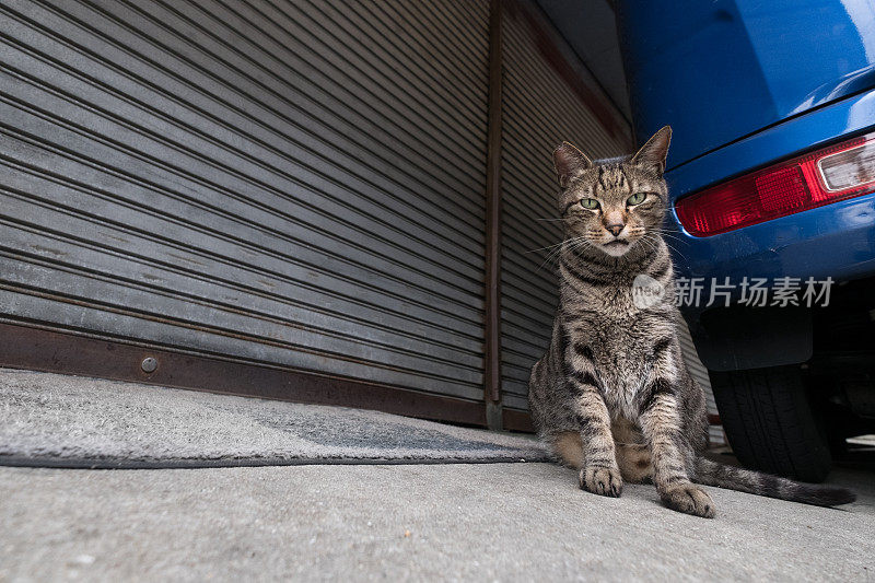 一只猫坐在紧闭的店门前