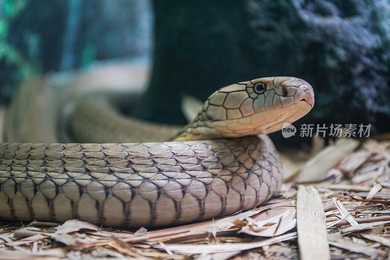 眼镜王蛇睁大眼睛寻找猎物
