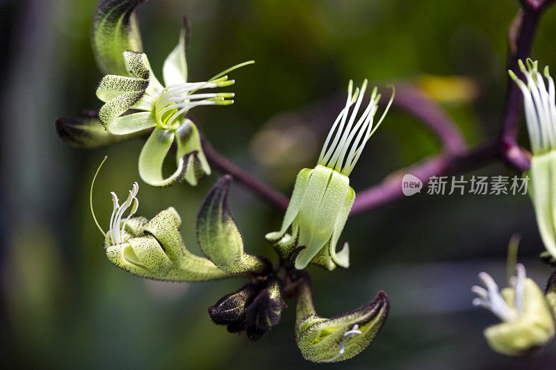 黑色袋鼠爪花蕾和花，宏观，背景与复制空间