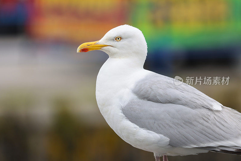 鲱鱼鸥轮廓对一个彩色模糊的背景