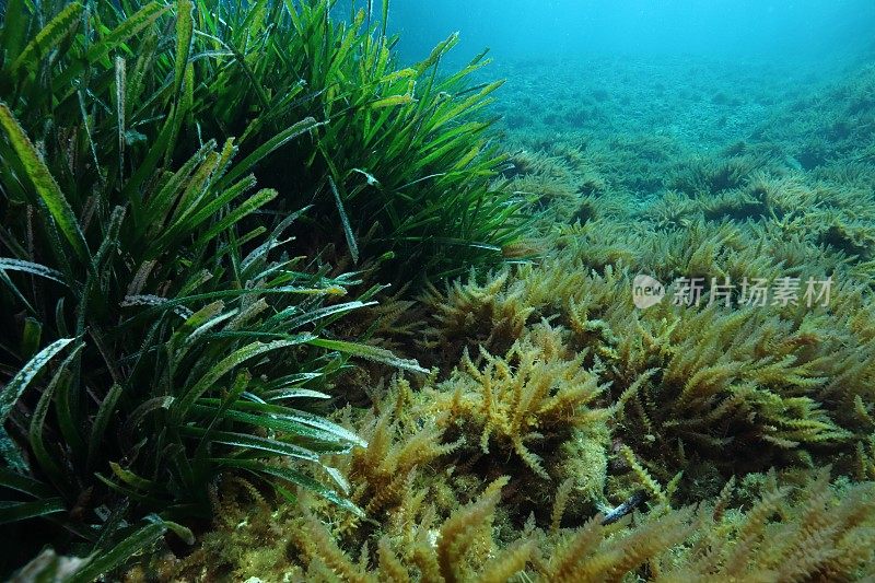 海草和地中海的红海藻