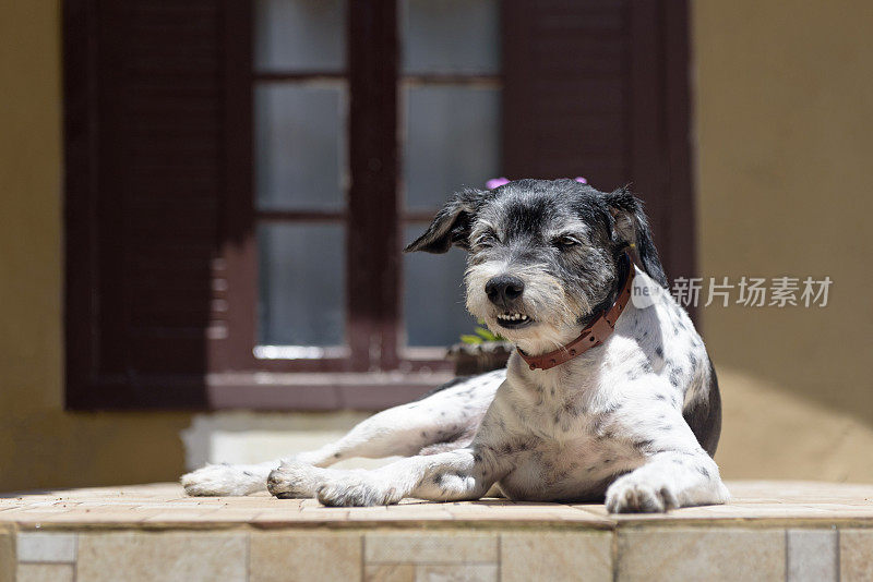 阳光下的狗