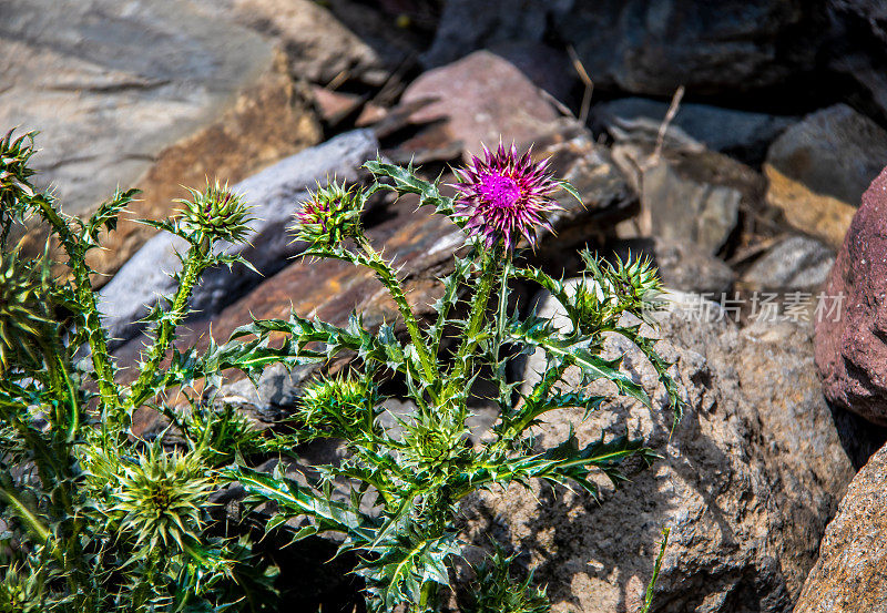 有许多贴纸和荆棘的紫色蓟生长在岩石中