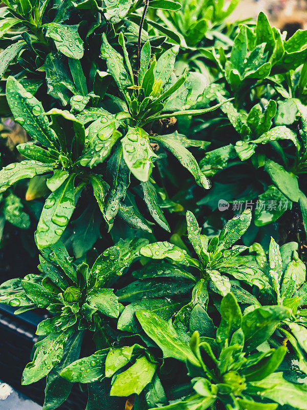 绿色的花园植物被雨滴覆盖。