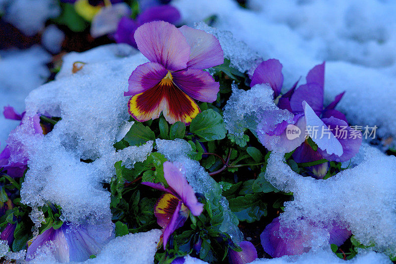 冬花迎雪:三色堇