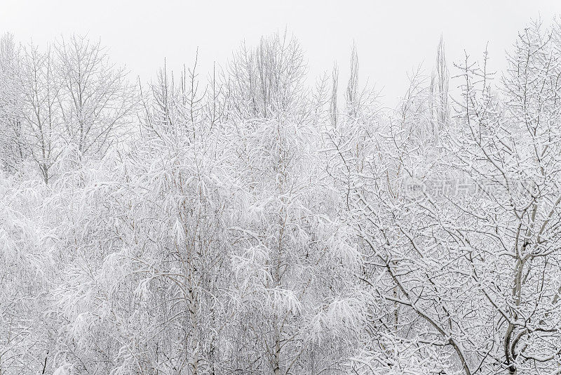 雪覆盖的树木