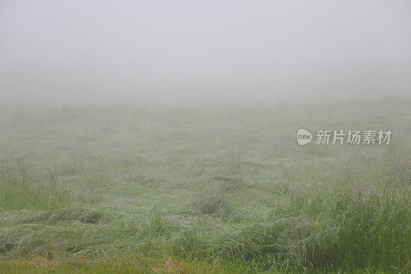 夏天。雾。字段。山