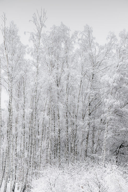 雪覆盖的树木