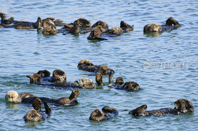 野生海獭筏在平静的海水中休息