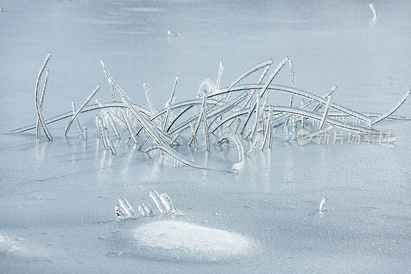 冬天湖里被雨夹雪冰冻的树枝